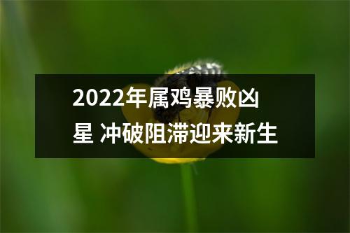 2025年属鸡暴败凶星冲破阻滞迎来新生