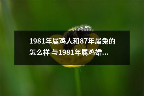 1981年属鸡人和87年属兔的怎么样与1981年属鸡婚配如何