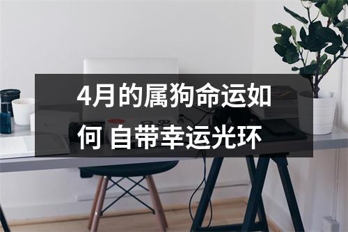 4月的属狗命运如何自带幸运光环