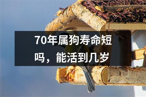 <h3>70年属狗寿命短吗，能活到几岁