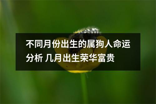 不同月份出生的属狗人命运分析几月出生荣华富贵