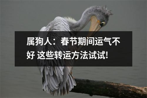 <h3>属狗人：春节期间运气不好这些转运方法试试!