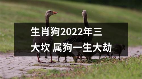 <h3>生肖狗2025年三大坎属狗一生大劫