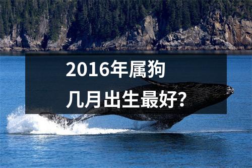 2016年属狗几月出生好？