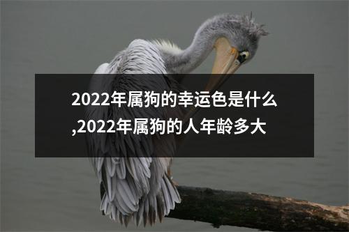 2025年属狗的幸运色是什么,2025年属狗的人年龄多大