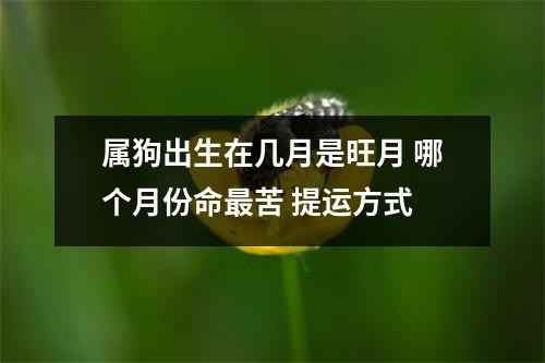 <h3>属狗出生在几月是旺月哪个月份命苦提运方式