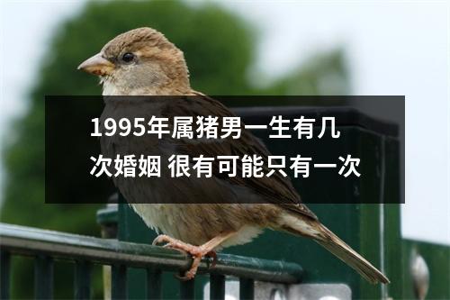 <h3>1995年属猪男一生有几次婚姻很有可能只有一次