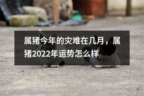 <h3>属猪今年的灾难在几月，属猪2025年运势怎么样