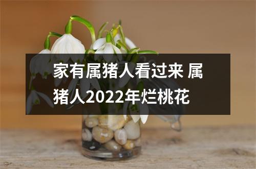 <h3>家有属猪人看过来属猪人2025年烂桃花