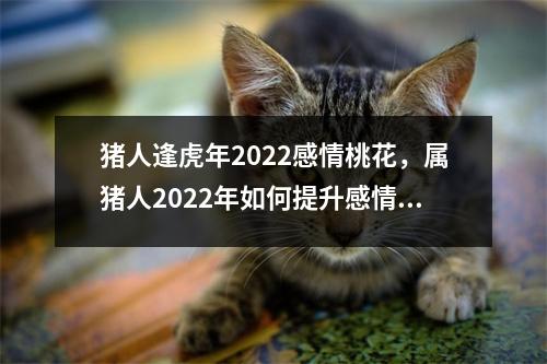<h3>猪人逢虎年2022感情桃花，属猪人2022年如何提升感情运