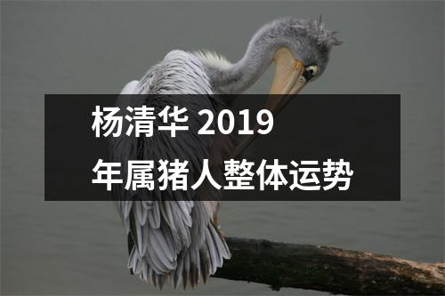 杨清华2019年属猪人整体运势