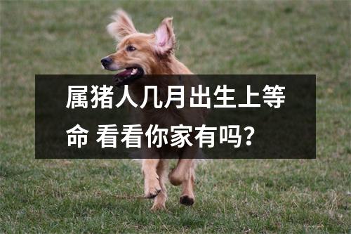 属猪人几月出生上等命看看你家有吗？