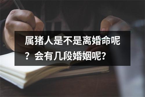 属猪人是不是离婚命呢？会有几段婚姻呢？