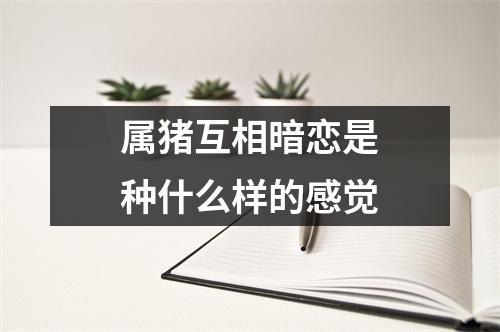 属猪互相暗恋是种什么样的感觉