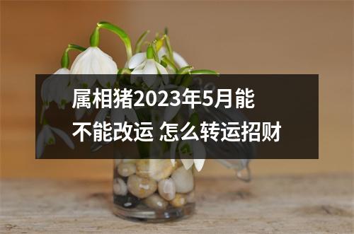 属相猪2025年5月能不能改运怎么转运招财