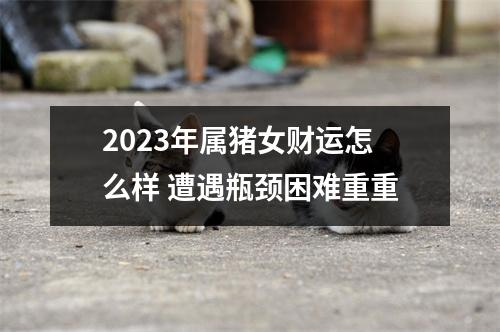 2025年属猪女财运怎么样遭遇瓶颈困难重重