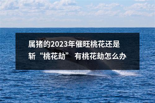 属猪的2025年催旺桃花还是斩“桃花劫”有桃花劫怎么办