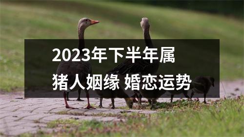 2025年下半年属猪人姻缘婚恋运势