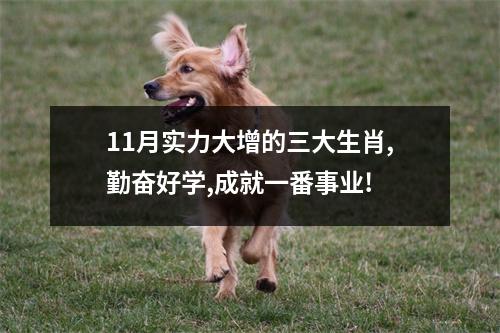 11月实力大增的三大生肖,勤奋好学,成就一番事业!